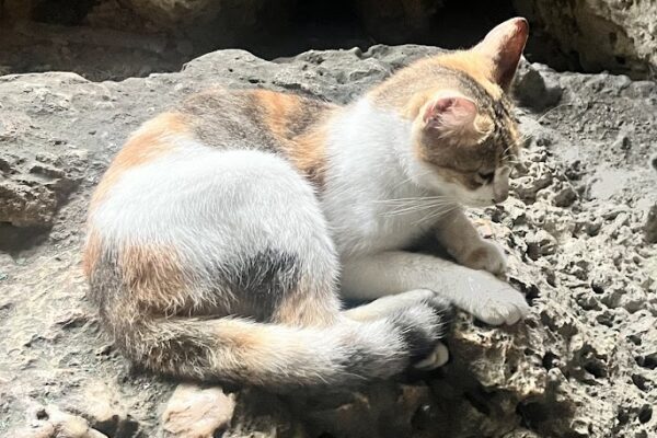 cave cat