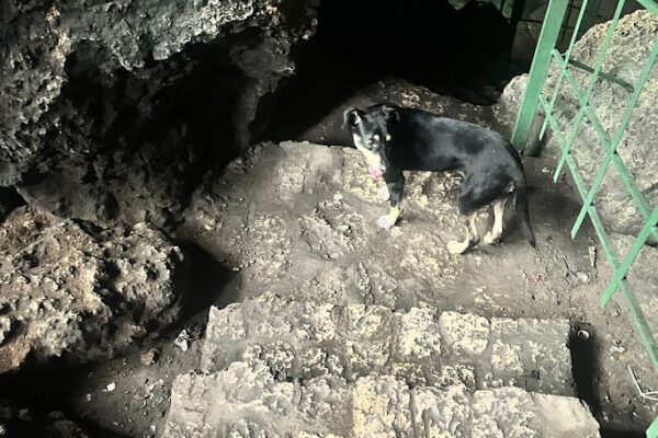 cave dog