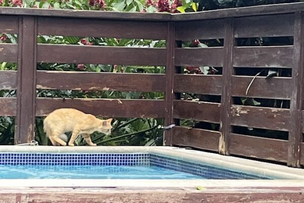 pool cat